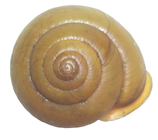 VA_LandSnails